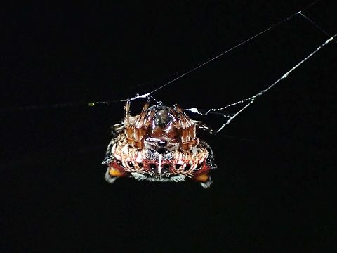 Spinybacked Orbweaver Spider - Thelacantha brevispina  Asian Spinybacked Orbweaver,Malaysia,Orbweaver Spider,Penang,Spider,Spinybacked Orbweaver Spider,Thelacantha brevispina