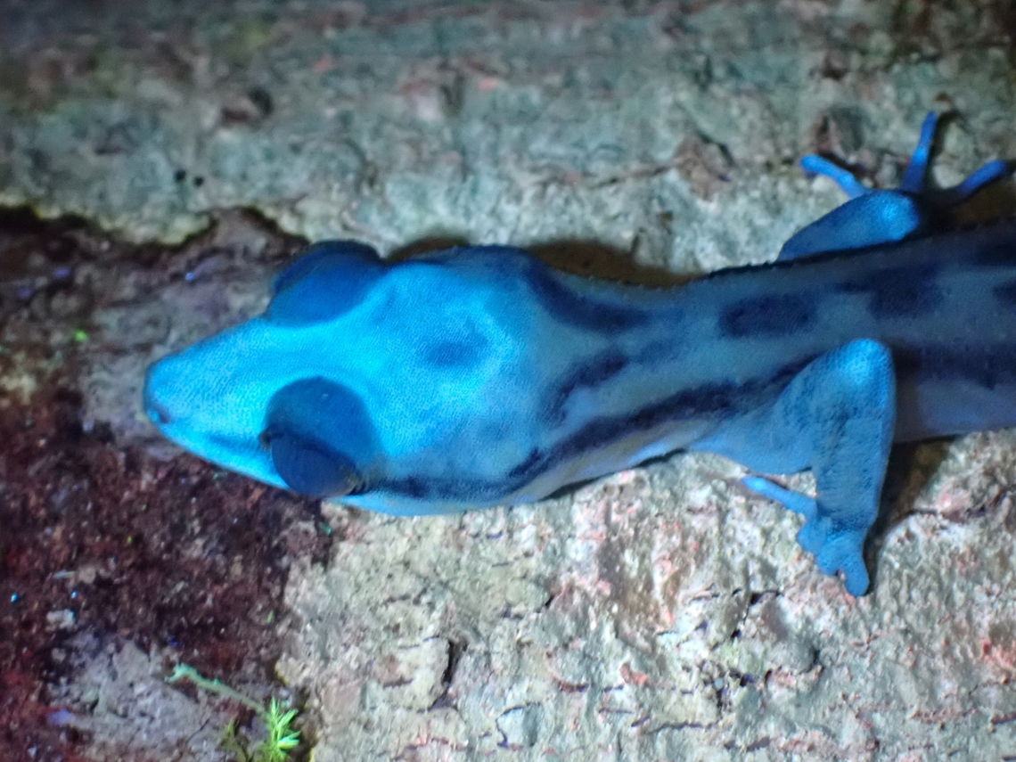 Four-Striped Bent-Toed Gecko - Cyrtodactylus quadrivirgatus Gecko under UV lighting. Bent-Toed Gecko,Cyrtodactylus quadrivirgatus,Four-Striped Bent-Toed Gecko,Gecko,Malaysia,Penang,Ultra Violet Light