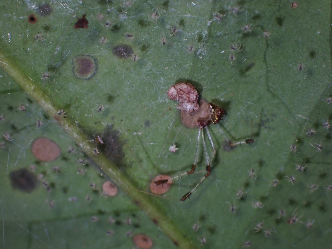 Mother Spider & Spiderlings  Cobweb Spider,Malaysia,Meotipa impatiens,Penang,Spider