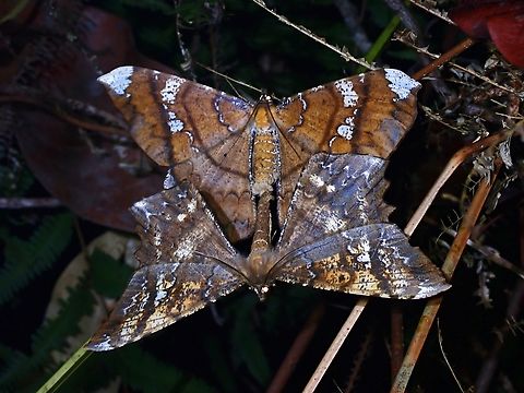 Geometrid Moth - Amblychia angeronaria Pair of Moth - Amblychia angeronaria Amblychia angeronaria,Geometrid Moth,Malaysia,Moth,Penang