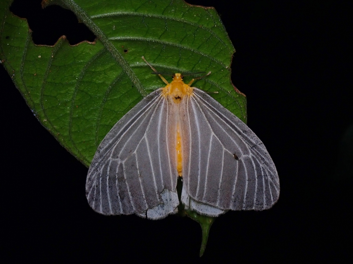 Tussock Moth - Birnara bicolor  Birnara bicolor,Malaysia,Moth,Penang,Tussock Moth