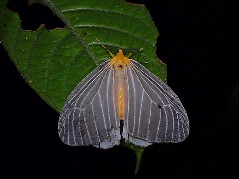 Tussock Moth - Birnara bicolor  Birnara bicolor,Malaysia,Moth,Penang,Tussock Moth