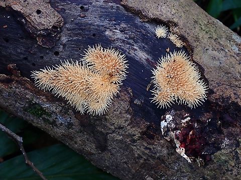 Fungi - Protohydnum sclerodontium  Fungi,Malaysia,Penang,Protohydnum sclerodontium