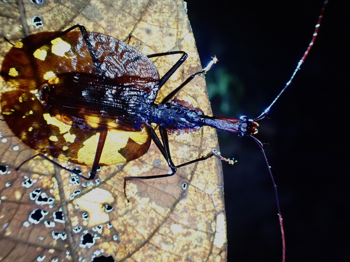 Violin Beetle - Mormolyce phyllodes A poor attempt using backlighting, but the holes on the dried leaf allowed more lights to get through making the wings of this Violin Beetle more translucent than expected. Beetle,Malaysia,Mormolyce phyllodes,Penang,Violin Beetle