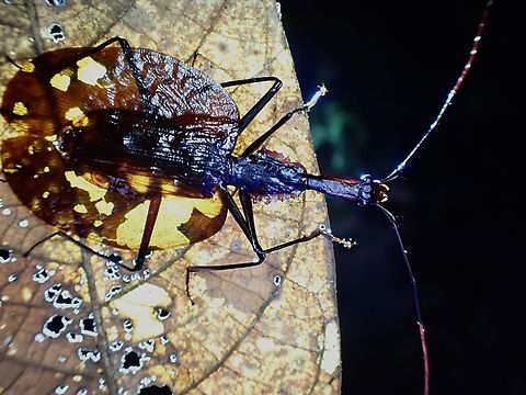 Violin Beetle - Mormolyce phyllodes A poor attempt using backlighting, but the holes on the dried leaf allowed more lights to get through making the wings of this Violin Beetle more translucent than expected. Beetle,Malaysia,Mormolyce phyllodes,Penang,Violin Beetle