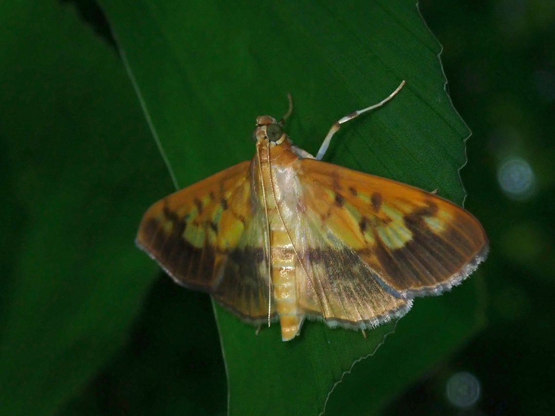 Pearl Moth - Syllepte sellalis  Malaysia,Moth,Pearl Moth,Penang,Syllepte sellalis