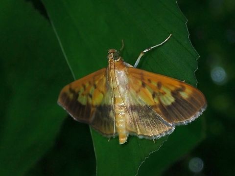 Pearl Moth - Syllepte sellalis  Malaysia,Moth,Pearl Moth,Penang,Syllepte sellalis