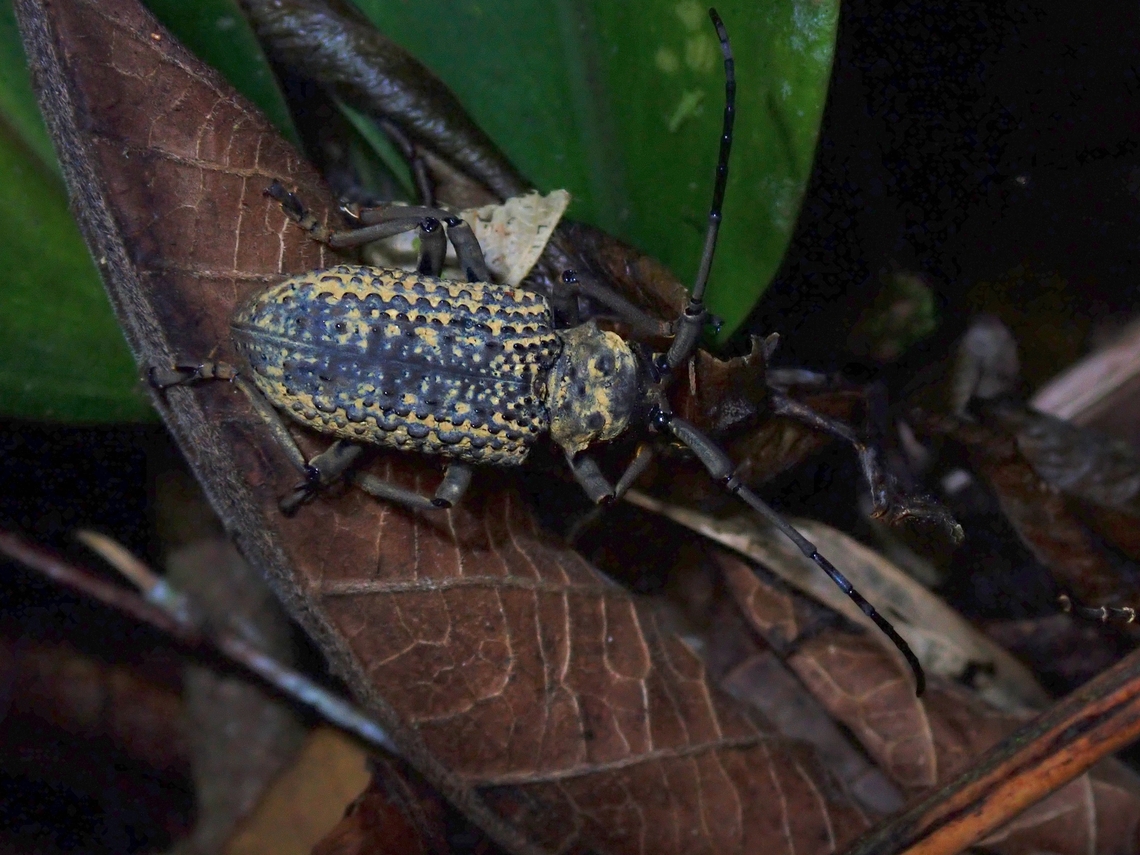 Flat-Faced Longhorn Beetle - Trachystola granulata  Beetle,Flat-Faced Longhorn Beetle,Longhorn Beetle,Malaysia,Penang,Trachystola granulata