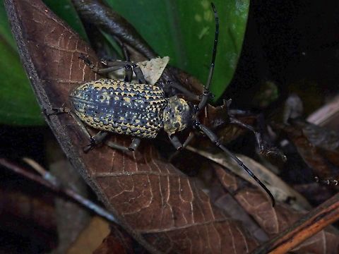 Flat-Faced Longhorn Beetle - Trachystola granulata  Beetle,Flat-Faced Longhorn Beetle,Longhorn Beetle,Malaysia,Penang,Trachystola granulata