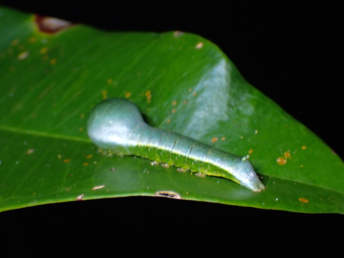 Caterpillar of Tufted Moth - Xenochroa annae  Caterpillar,Malaysia,Penang,Tufted Moth,Xenochroa annae