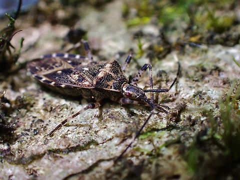 Leaf-Footed Bug - Hygia blotei  Hygia blotei,Leaf-Footed Bug,Malaysia,Penang