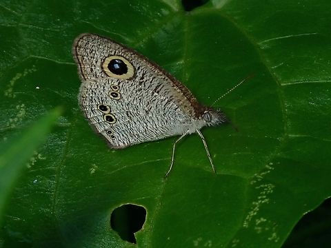 Common Five Ring - Ypthima baldus  Butterfly,Common Fivering,Malaysia,Penang,Ypthima baldus