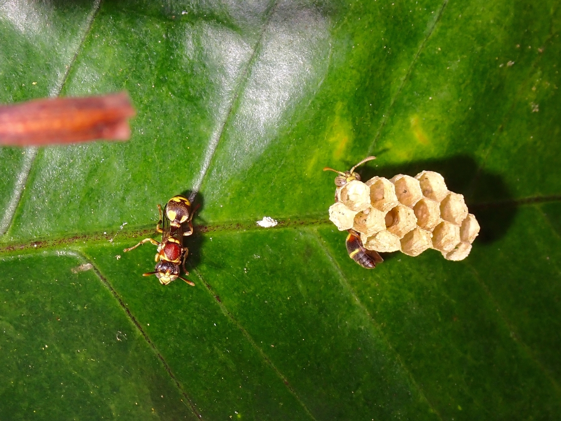 Paper Wasp - Ropalidia cyathiformis  Malaysia,Paper Wasp,Penang,Ropalidia cyathiformis,Wasp
