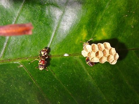 Ropalidia cyathiformis