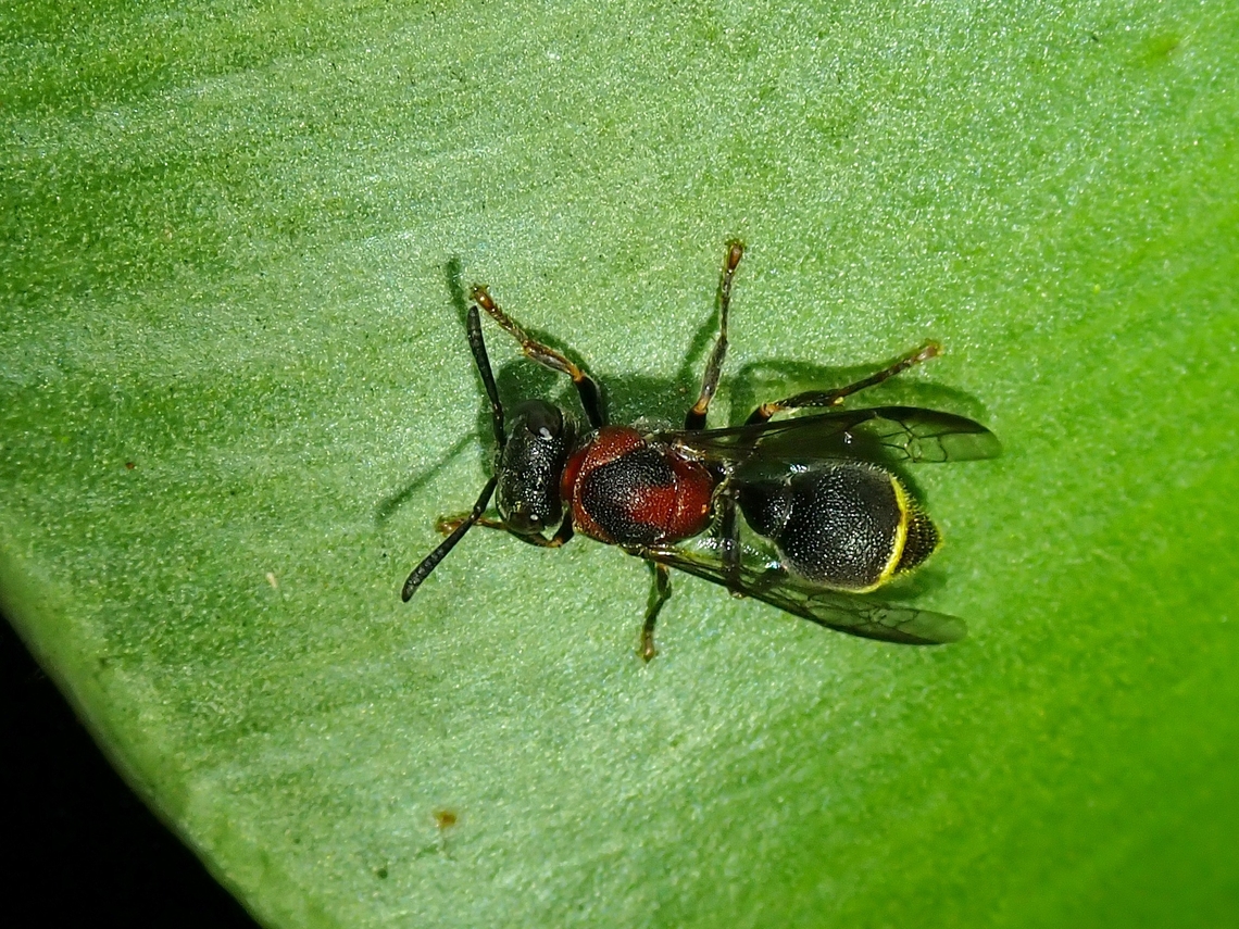 Paper Wasp - Ropalidia erythrospila  Malaysia,Paper Wasp,Penang,Ropalidia erythrospila,Wasp