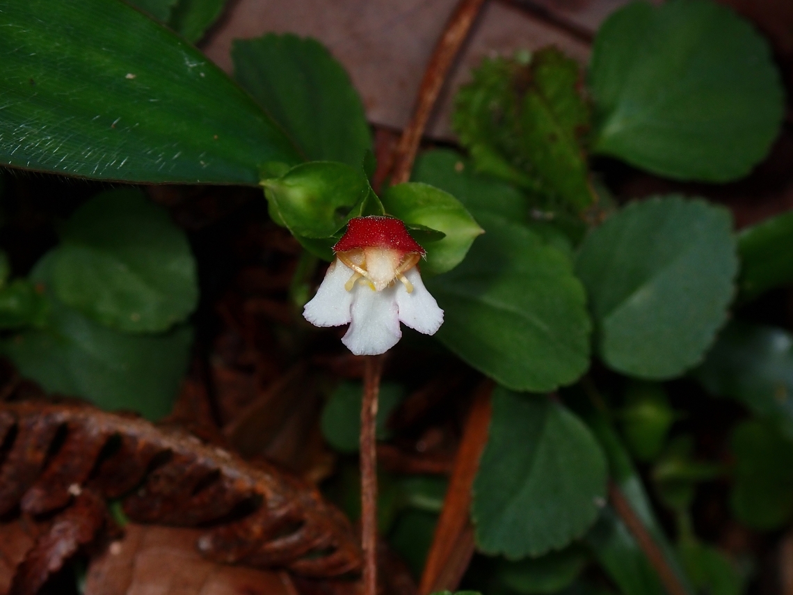 Malaya Eyebright - Torenia polygonoides  Flowers,Malaya Eyebright,Malaysia,Penang,Torenia polygonoides