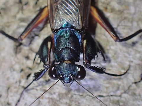 Metallic Praying Mantis - Metallyticus fallax This is the 3rd species of Metallic Praying Mantis I found at the same 'small area of 20-30 trees', which I have originally thought was just Metallyticus splendidus.

All 3 species shares the same habitat, probably  the same trees too.  Unfortunately, the trees they were found on were mostly 'dead trees' and during a recent thunderstorm, many of the 'dead trees' have fallen and after that, it was much more difficult to find this guys, still possible, but in much less numbers. Malaysia,Mantis,Metallic Praying Mantis,Metallyticus fallax,Penang,Praying Mantis