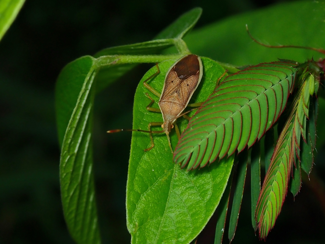Leaf-Footed Bug - Homoeocerus marginellus  Homoeocerus marginellus,Leaf-Footed Bug,Malaysia,Penang