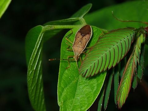 Leaf-Footed Bug - Homoeocerus marginellus  Homoeocerus marginellus,Leaf-Footed Bug,Malaysia,Penang