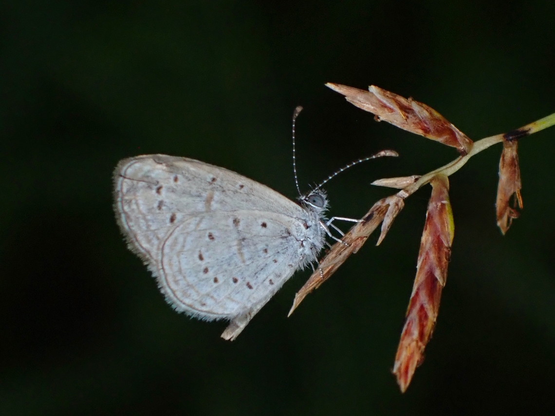 Tiny Grass Blue - Zizula hylax  Butterfly,Malaysia,Penang,Tiny Grass Blue,Zizula hylax