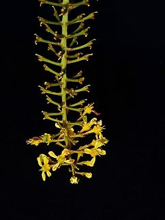Flowers - Lophanthera lactescens  Flowers,Lophanthera lactescens,Malaysia,Penang