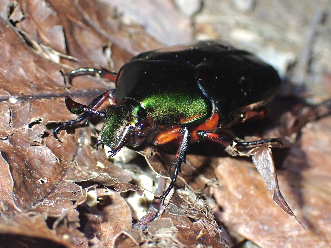Asian Flower Beetle - Agestrata orichalca  Agestrata orichalca,Asian Flower Beetle,Beetle,Flower Beetle,Malaysia,Penang