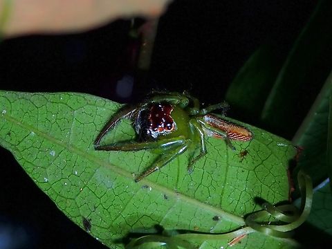 Jumping Spider - Artabrus erythrocephalus  Artabrus erythrocephalus,Jumping Spider,Penang.Malaysia,Spider