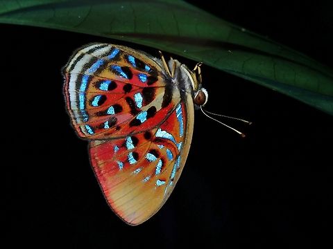 Common Red Harlequin - Paralaxita telesia Butterfly,Common Red Harlequin,Malaysia,Paralaxita telesia,Penang