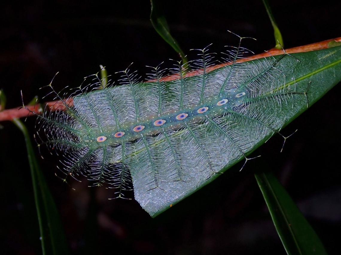 Caterpillar of Horsfield's Baron - Tanaecia iapis  Caterpillar,Horsfield's Baron,Malaysia,Penang,Tanaecia iapis