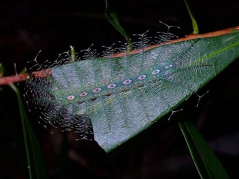 Caterpillar of Horsfield's Baron - Tanaecia iapis  Caterpillar,Horsfield's Baron,Malaysia,Penang,Tanaecia iapis