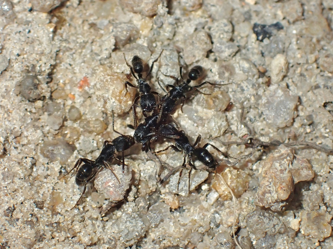 Ants - Odontoponera denticulata  Ants,Malaysia,Odontoponera denticulata,Penang