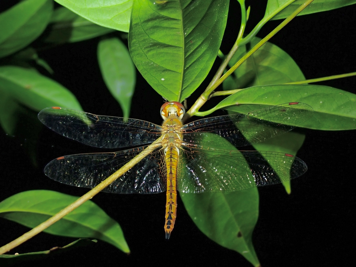 Dragonfly - Pantala flavescens  Dragonfly,Malaysia,Pantala flavescens,Penang,Wandering Glider