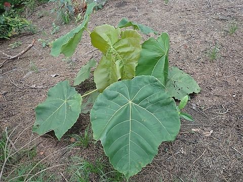 Giant Leaves!  Macaranga gigantea,Malaysia,Penang,Plant