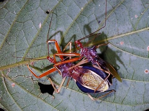 Assassin Couple  Assassin Bug,Astinus intermedius,Malaysia,Penang