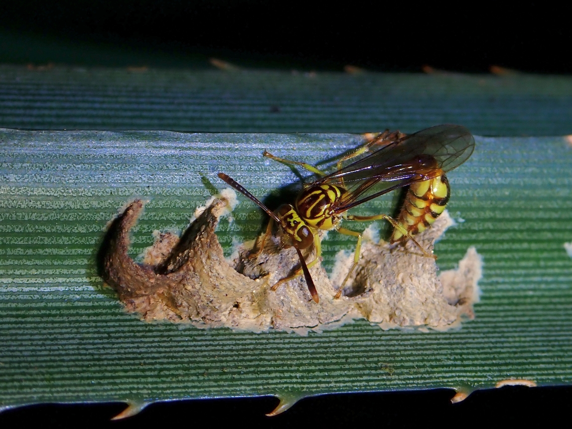 Paper Wasp - Liostenogaster varipicta  Liostenogaster varipicta,Malaysia,Paper Wasp,Penang,Wasp