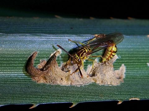 Paper Wasp - Liostenogaster varipicta  Liostenogaster varipicta,Malaysia,Paper Wasp,Penang,Wasp