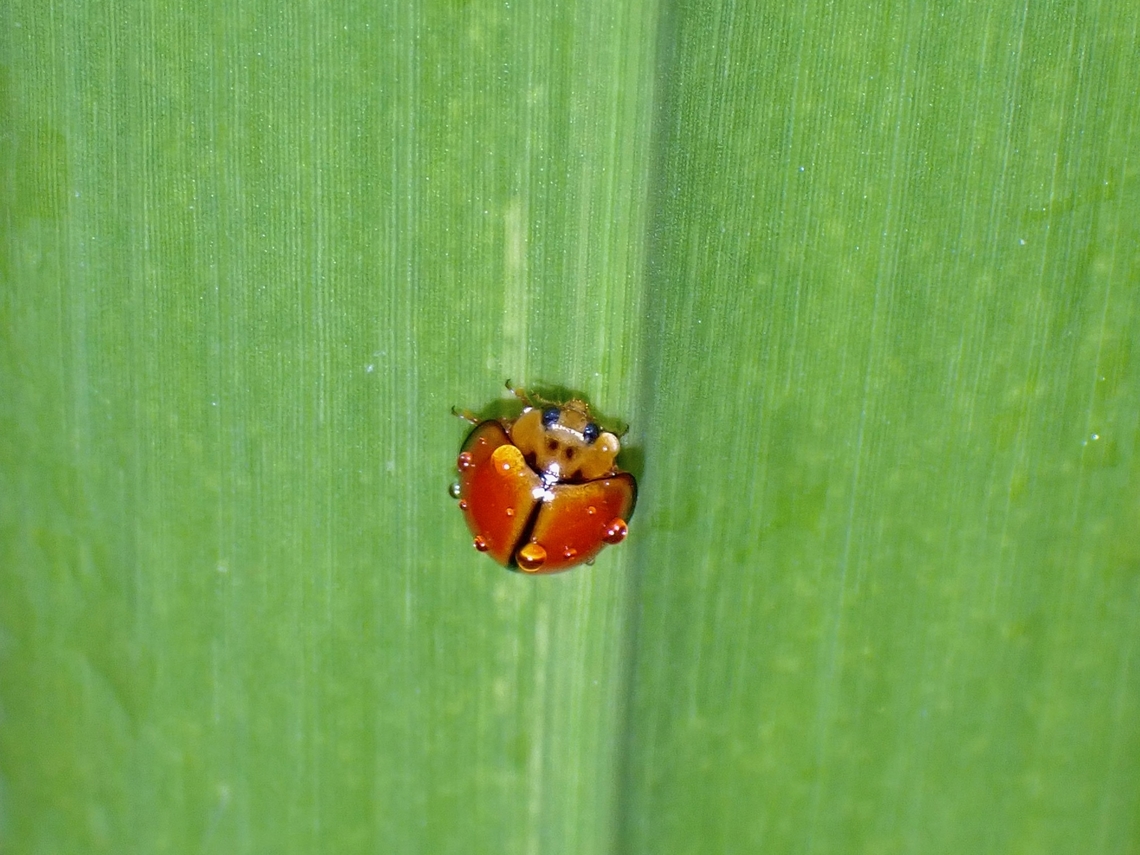 Discoloured Lady Beetle - Micraspis discolor  Beetle,Discolored Lady Beetle,Lady Beetle,Malaysia,Micraspis discolor,Penang