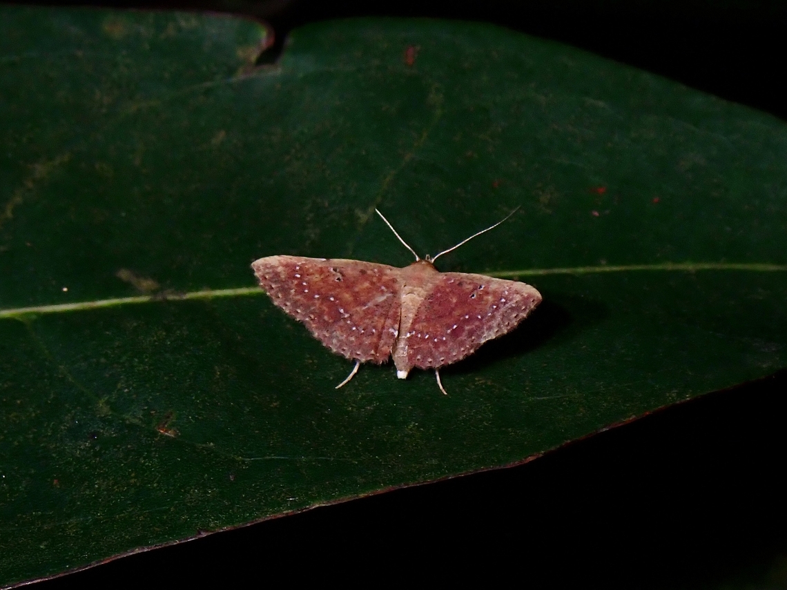 Moth - Cerynea punctilinealis  Cerynea punctilinealis,Malaysia,Moth,Penang