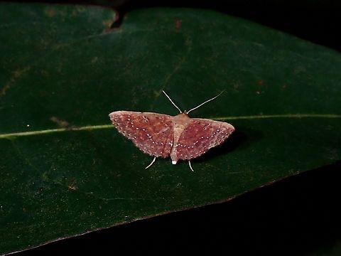 Moth - Cerynea punctilinealis  Cerynea punctilinealis,Malaysia,Moth,Penang