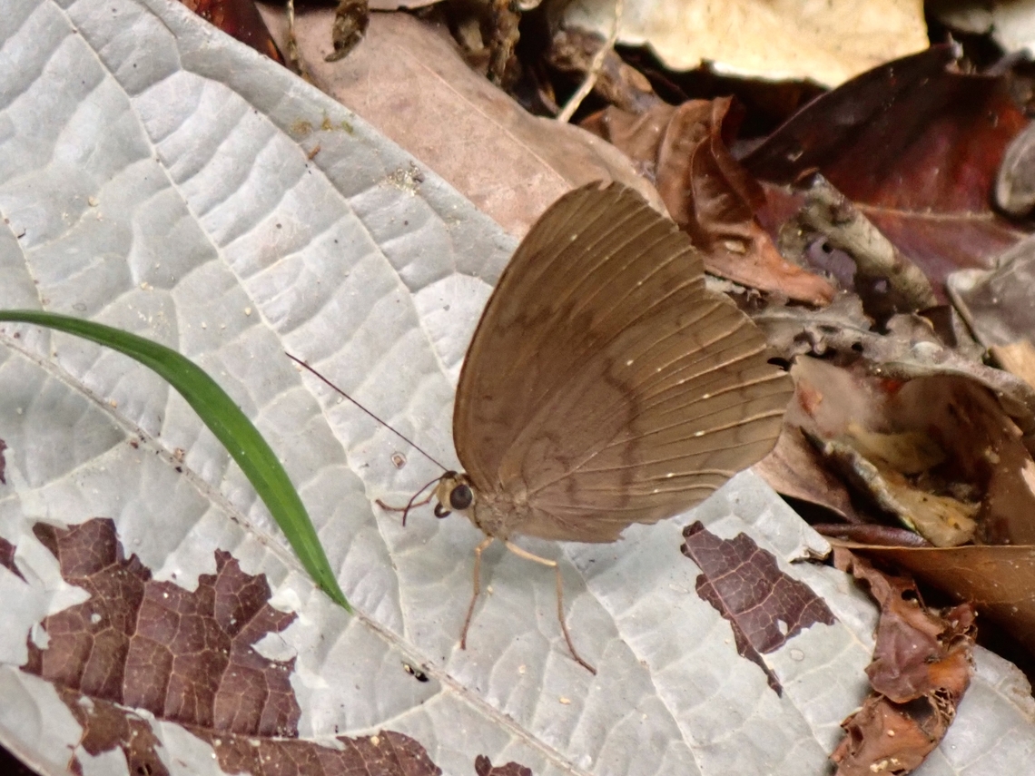 Common Faun - Faunis canens  Butterfly,Common Faun,Faunis canens,Malaysia,Penang