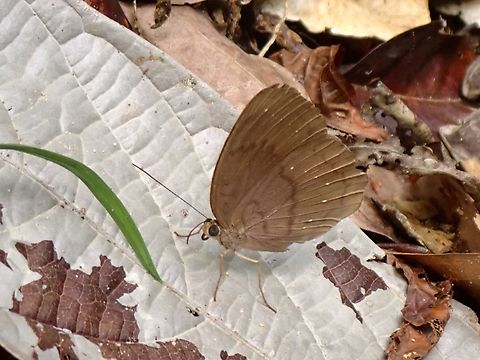 Common Faun - Faunis canens  Butterfly,Common Faun,Faunis canens,Malaysia,Penang