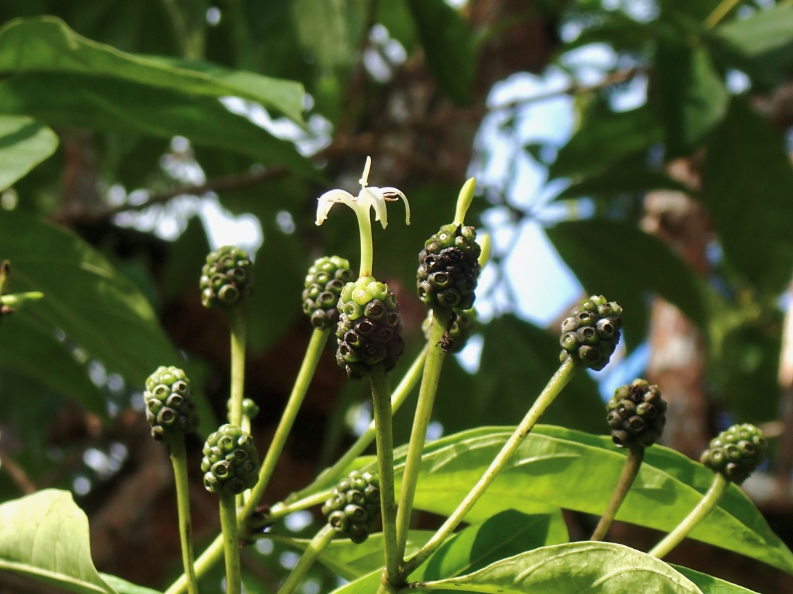 Noni - Morinda citrifolia  Great Morinda,Malaysia,Morinda citrifolia,Noni,Penang