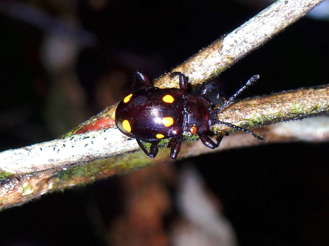 Handsome Fungus Beetle - Gerstaeckerus sexguttatus  Beetle,Fungus Beetle,Gerstaeckerus sexguttatus,Handsome Fungus Beetle,Malaysia,Penang