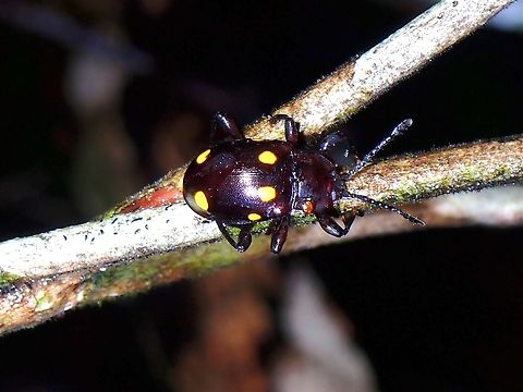 Handsome Fungus Beetle - Gerstaeckerus sexguttatus  Beetle,Fungus Beetle,Gerstaeckerus sexguttatus,Handsome Fungus Beetle,Malaysia,Penang