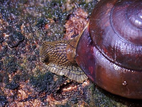 Snail - Hemiplecta cymatium This Snail is endemic to Malaysia Hemiplecta cymatium,Malaysia,Penang,Snail