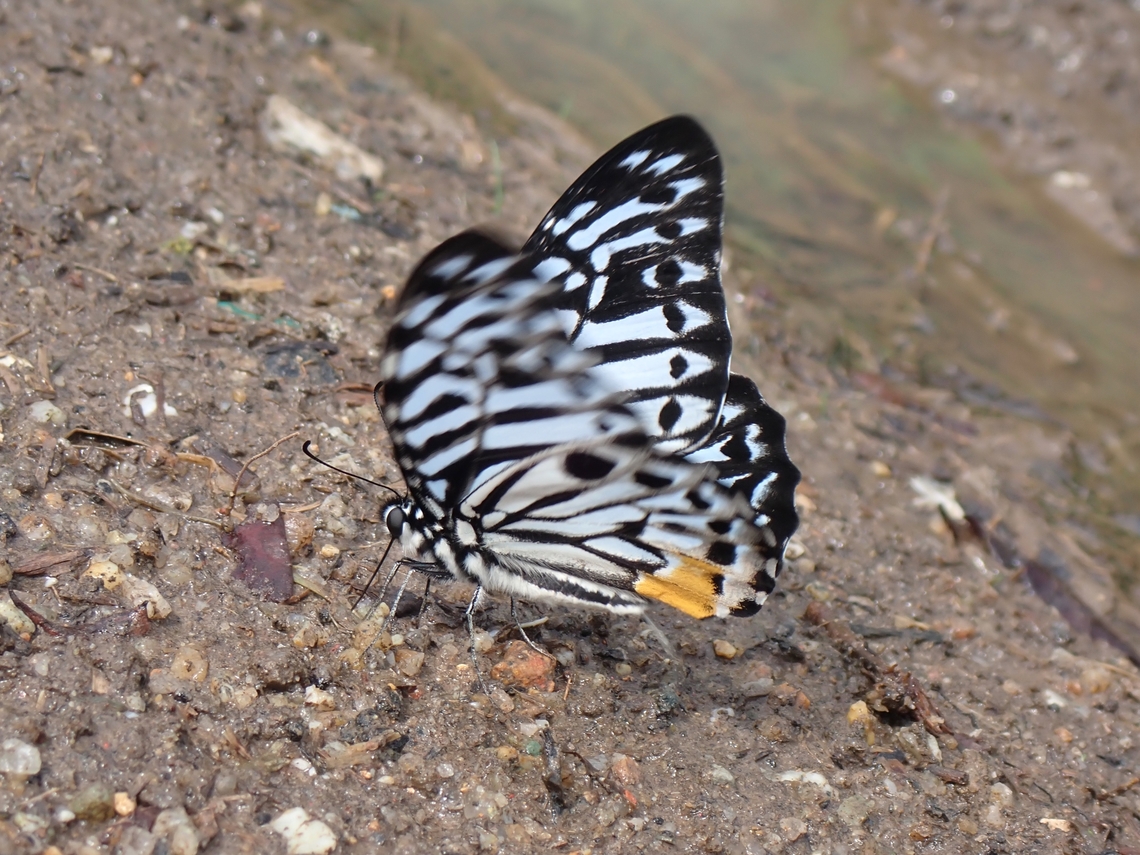 Malayan Zebra! Yes, indeed there&#039;s Zebra&#039;s in Malaysia :D Butterfly,Graphium delessertii,Malayan Zebra,Malaysia,Penang
