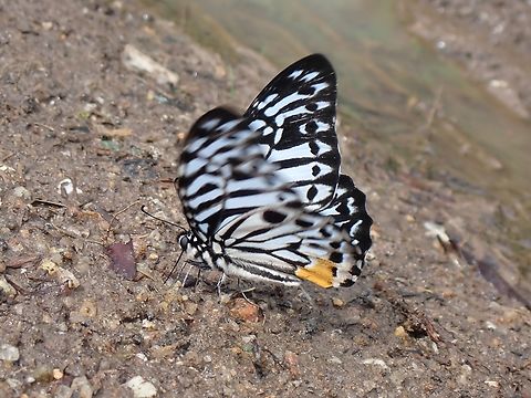 Malayan Zebra! Yes, indeed there's Zebra's in Malaysia :D Butterfly,Graphium delessertii,Malayan Zebra,Malaysia,Penang