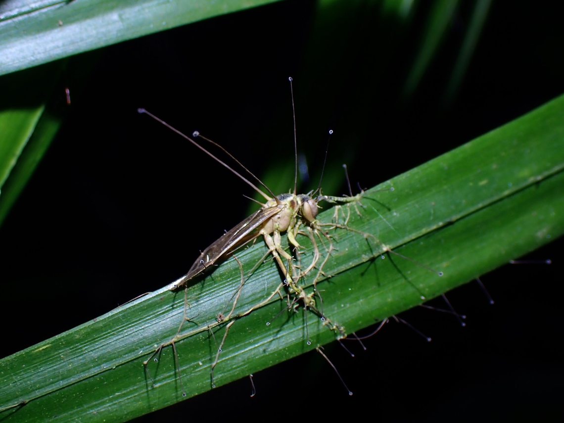 Zombie! Was told different species of Cordyceps/Ophiocordyceps infects different kind of insects, allowing higher possibility to identify them to species level. Cordyceps,Fungi,Malaysia,Ophiocordyceps buquetii,Penang