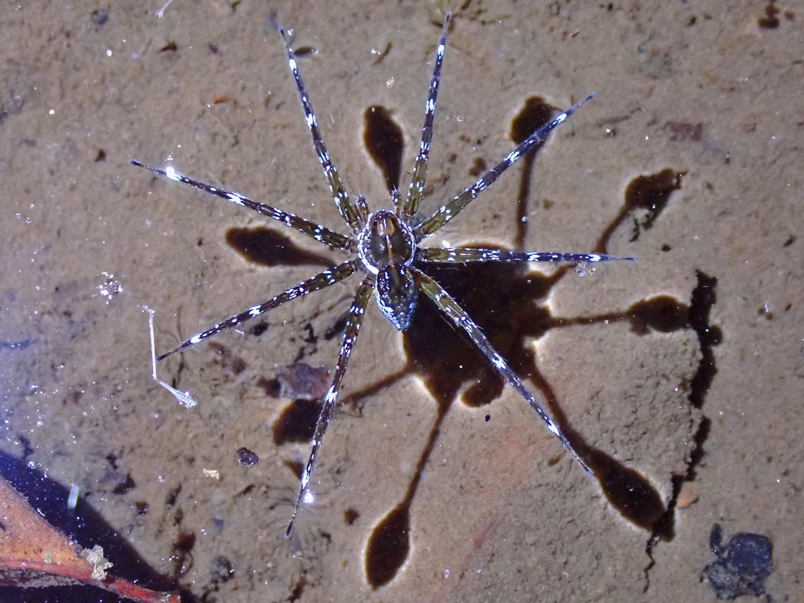Walking on Water! This Nursery Web Spiders are more fondly called Fishing Spiders as they also hunts and feeds on small fishes.  They are able to walk/skim on the water surface, waiting for their prey to swim to/under them.<br />
<br />
Took this picture without flash but with lighting from torch to create the shadows.  The shadows of the tip of the legs are not pointed as the shadow is reflecting depressed water around the leg. Not just shadow of tip of leg. Dolomedes mizhoanus,Fishing Spider,Malaysia,Nursery Web Spider,Penang,Spider