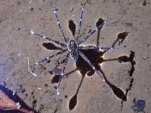 Walking on Water! This Nursery Web Spiders are more fondly called Fishing Spiders as they also hunts and feeds on small fishes.  They are able to walk/skim on the water surface, waiting for their prey to swim to/under them.

Took this picture without flash but with lighting from torch to create the shadows.  The shadows of the tip of the legs are not pointed as the shadow is reflecting depressed water around the leg. Not just shadow of tip of leg. Dolomedes mizhoanus,Fishing Spider,Malaysia,Nursery Web Spider,Penang,Spider